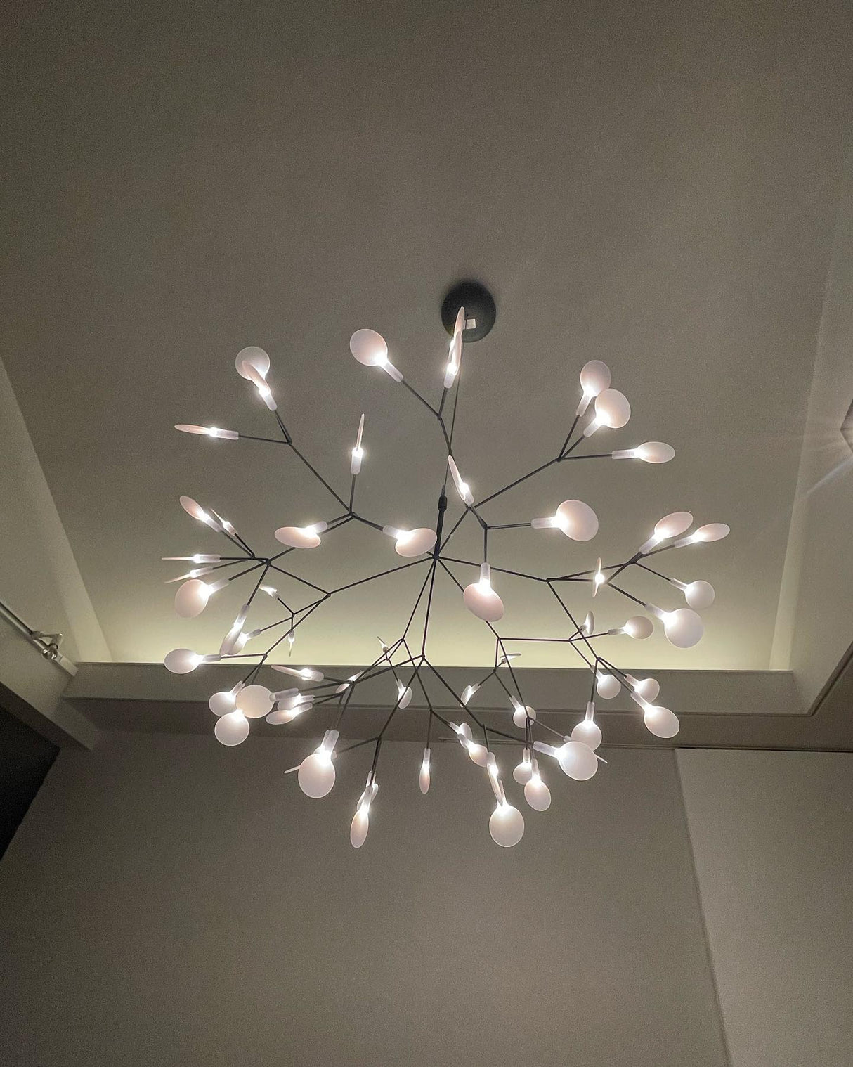 Black Heracleum Chandelier