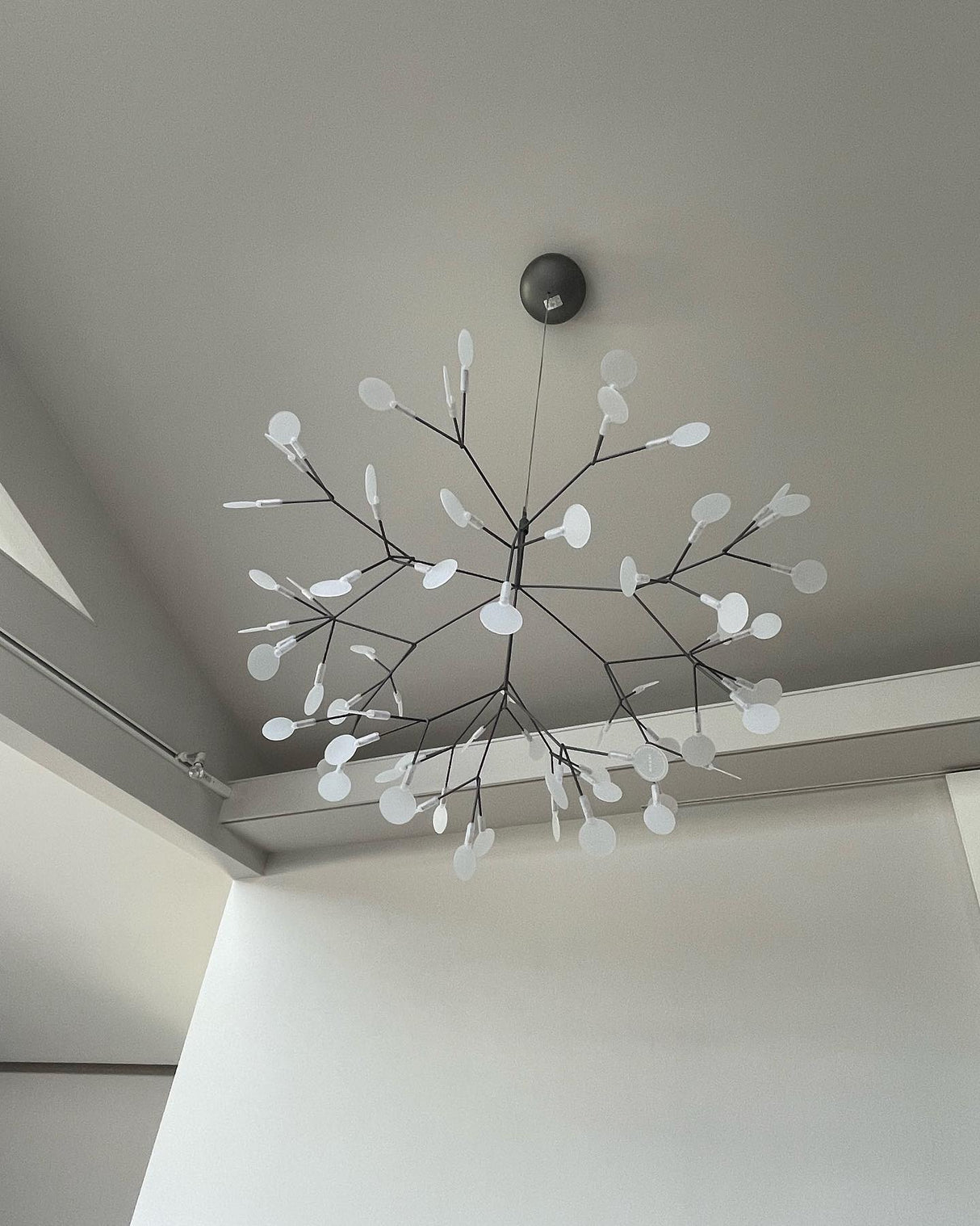 Black Heracleum Chandelier
