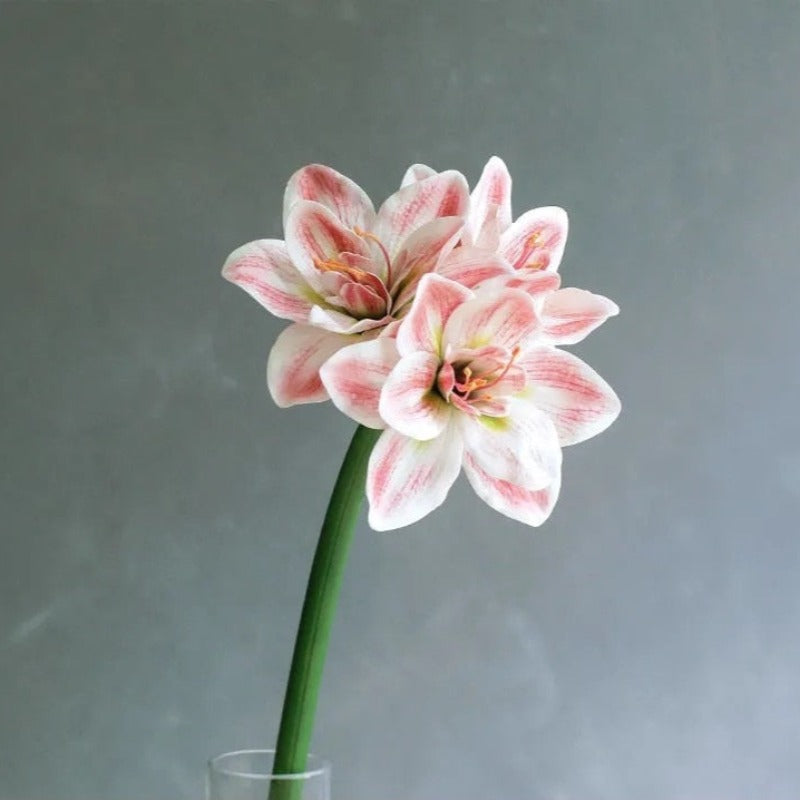 The Luxe Amaryllis Stem