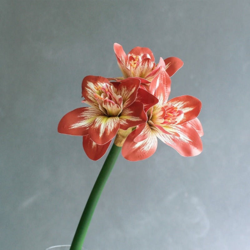 The Luxe Amaryllis Stem