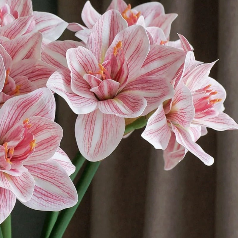 The Luxe Amaryllis Stem