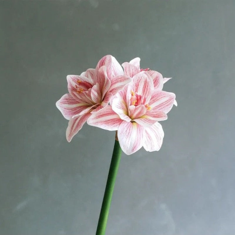 The Luxe Amaryllis Stem