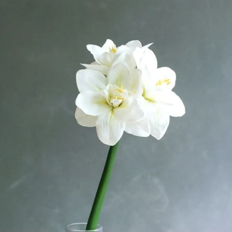 The Luxe Amaryllis Stem