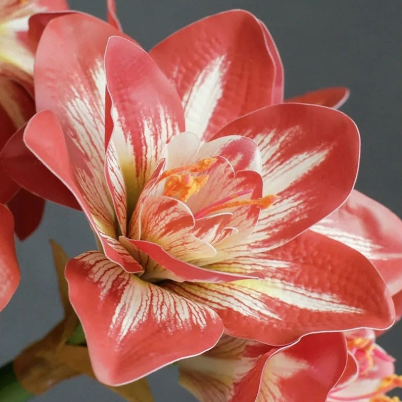 The Luxe Amaryllis Stem