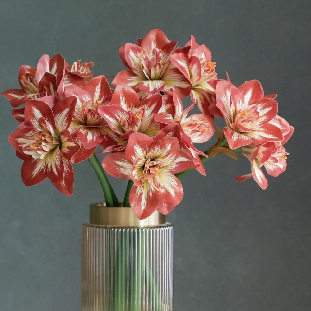 The Luxe Amaryllis Stem