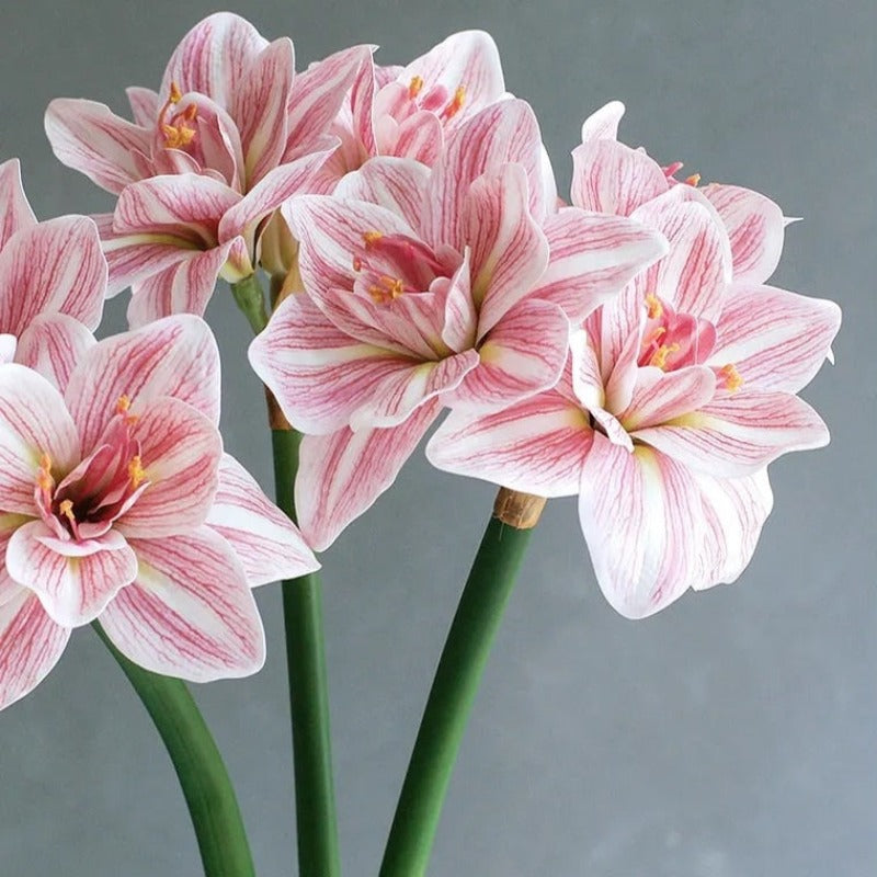 The Luxe Amaryllis Stem
