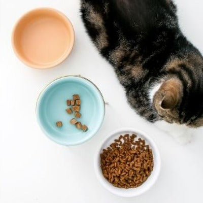 The Colorful Minimalist Pet Food Bowl