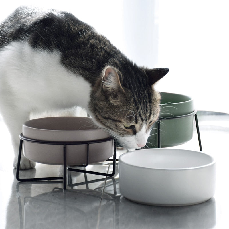 The Essential Elevated Pet Food Bowl