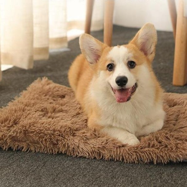 The Convertible Pet Nest