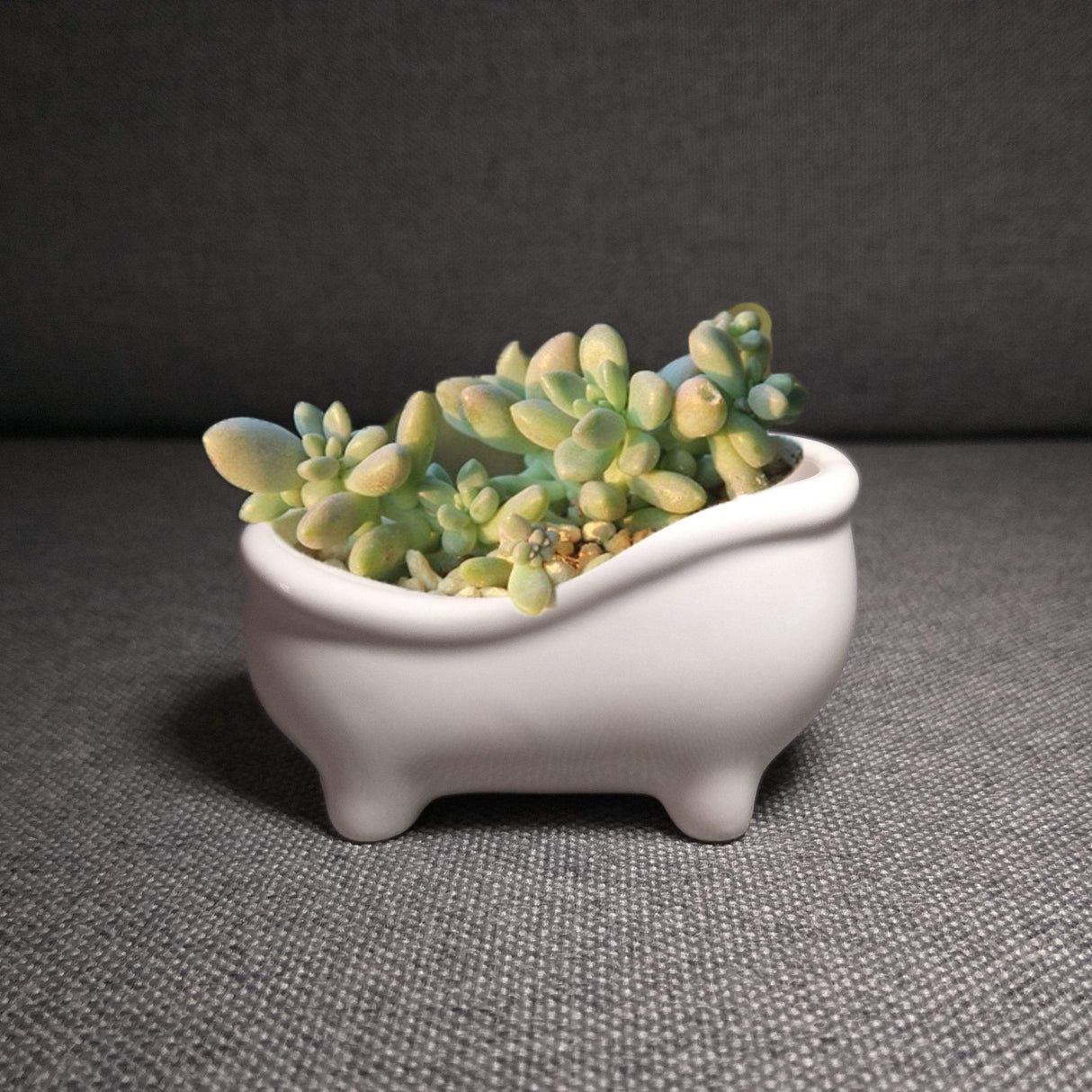 Bathtub Plant Pot