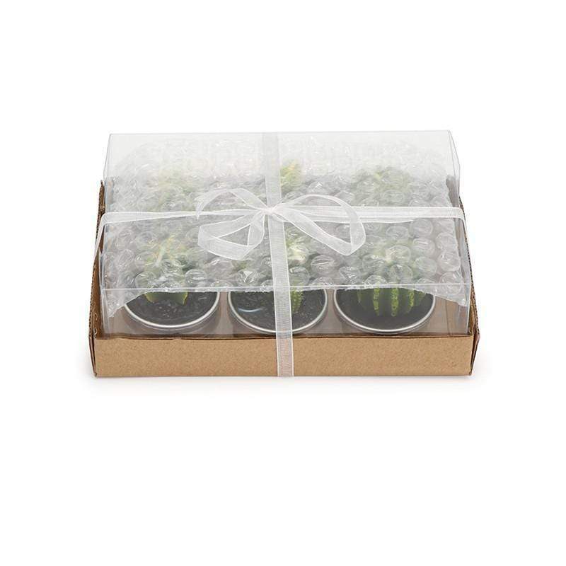 Succulent Desert Candles 6pcs
