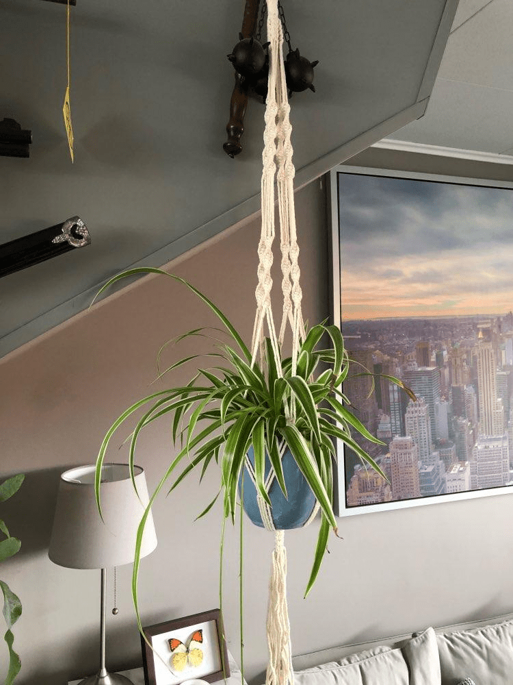 Simple Knotted Plant Hanger (2 Styles)