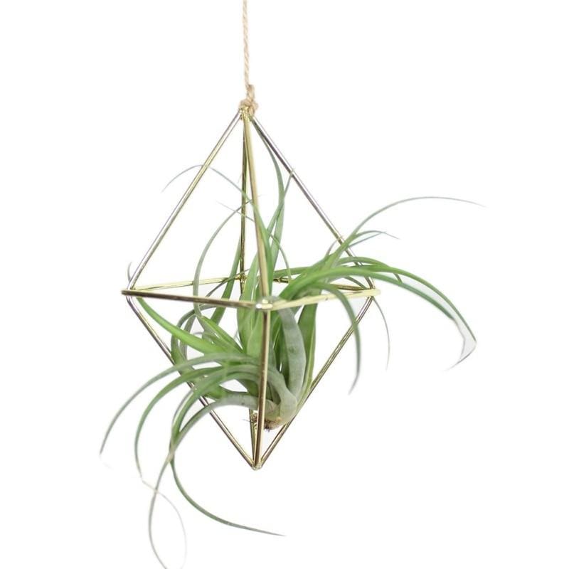 Swing Rhombus Plant Holder