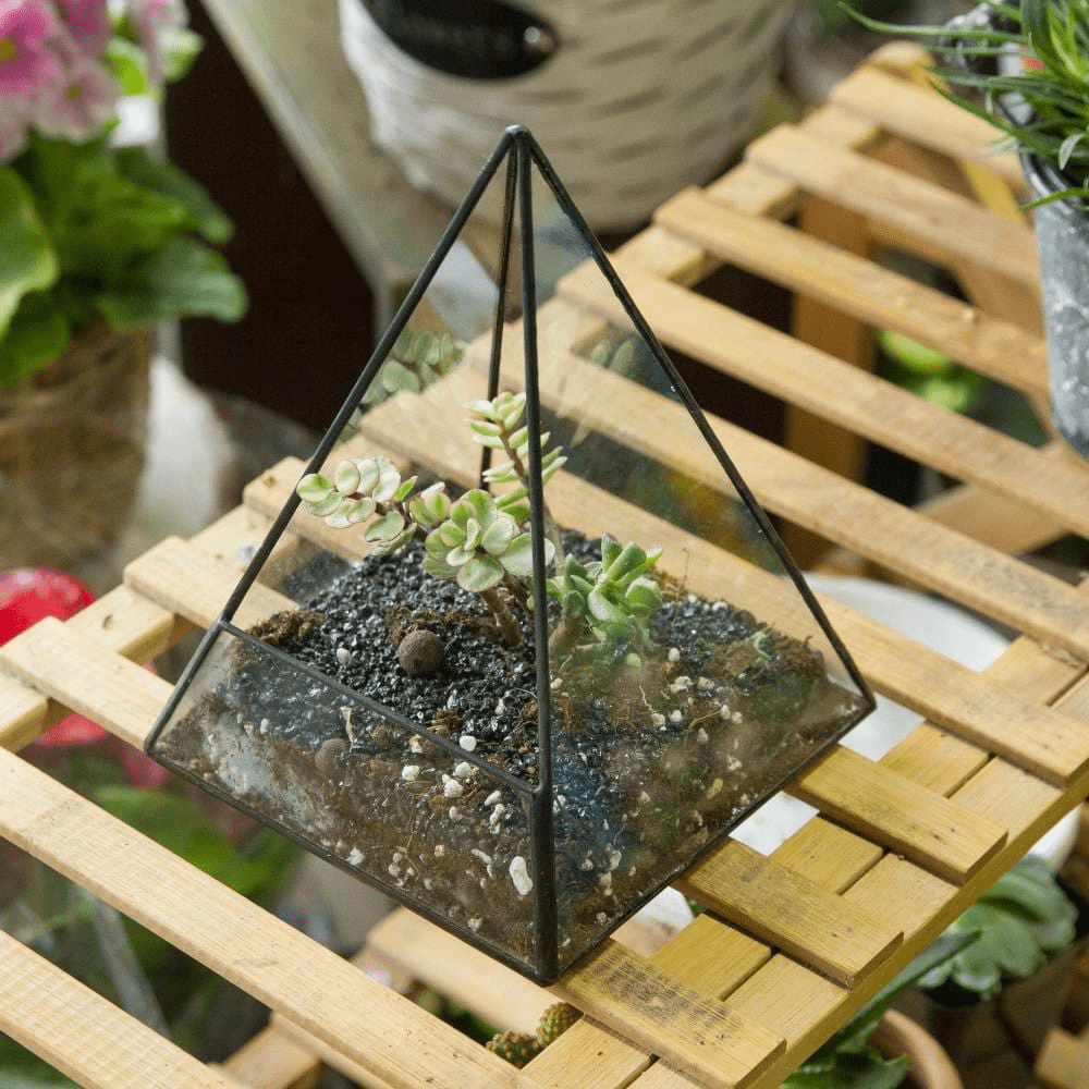 Glass Pyramid Plant Terrarium