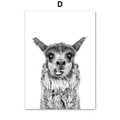 Black & White Alpaca Yak Otter Sloth Animals Wall Art