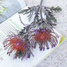 The Luxe Pincushion Protea Stem