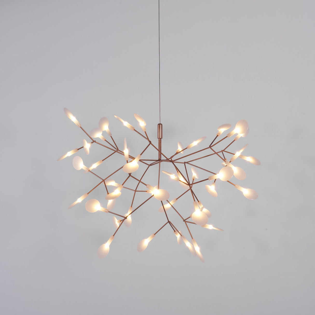 Heracleum Chandeliers