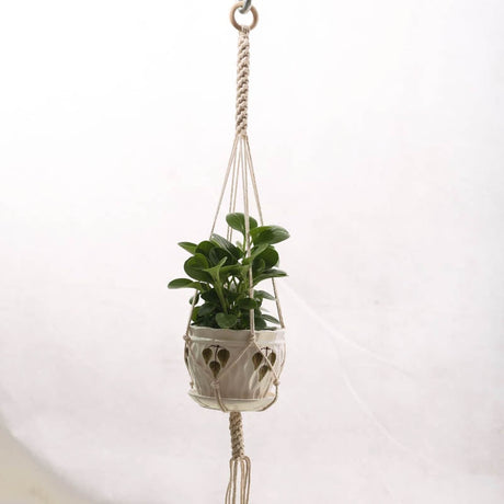 Handmade macrame plant flower pot hanger for wall decoration