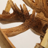 Narural Antlers Chandelier
