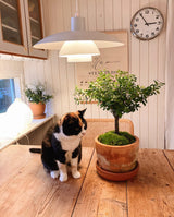 Three-layer Pendant Light
