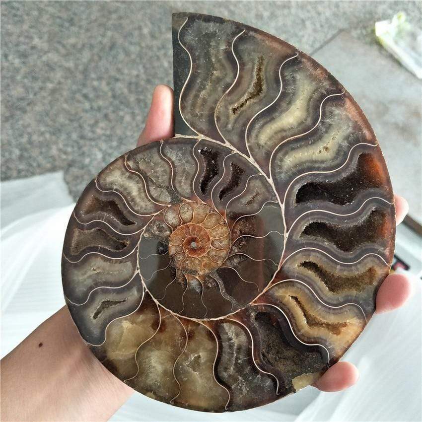 Ammonite Fossil