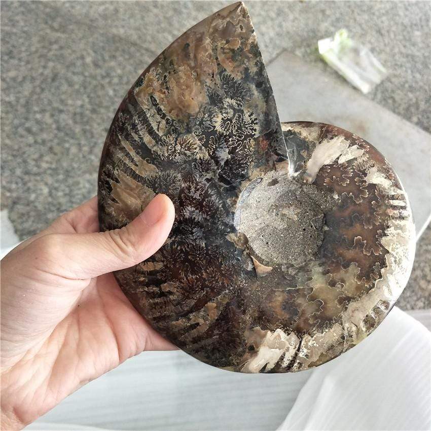 Ammonite Fossil