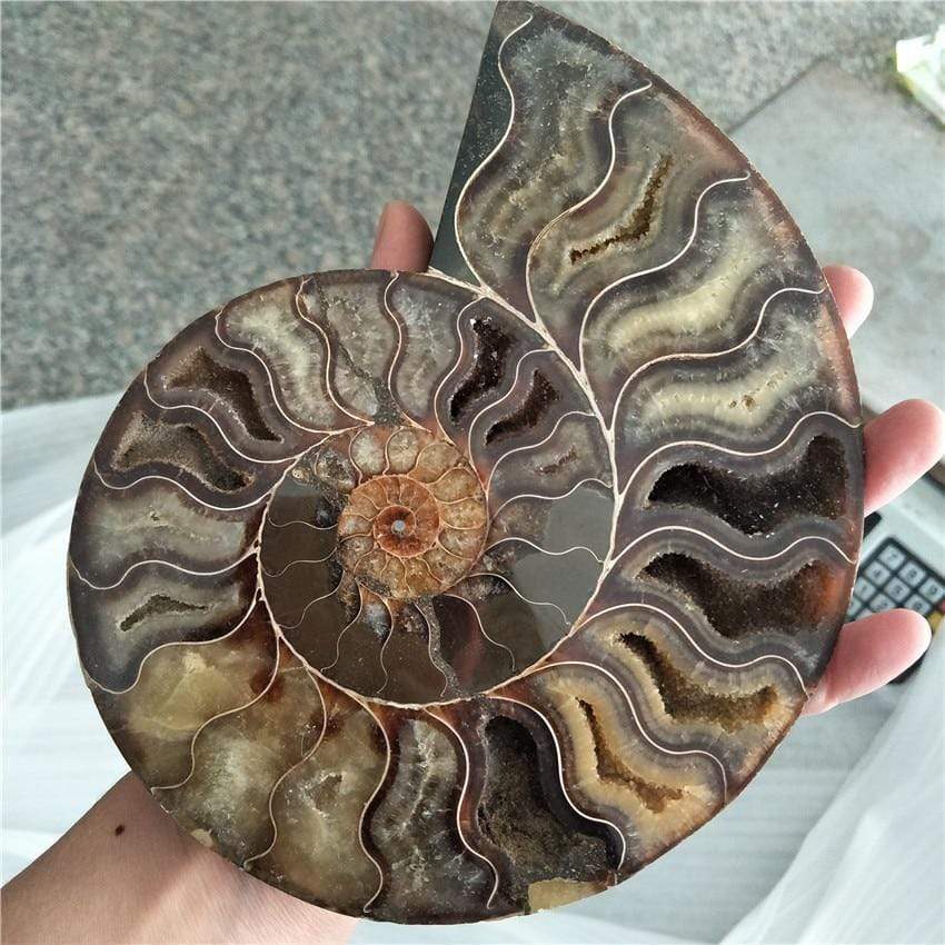 Ammonite Fossil