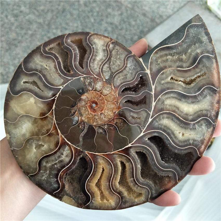 Ammonite Fossil