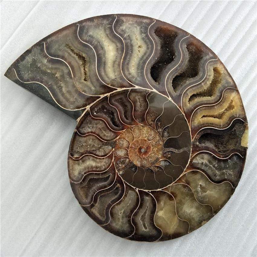 Ammonite Fossil