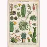 Cacti & Succulents Poster Wrap - Wallart