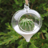 Glass Hanging Terrarium