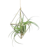 Swing Rhombus Plant Holder
