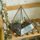 Glass Pyramid Plant Terrarium