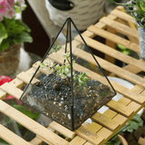 Glass Pyramid Plant Terrarium