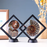 Ammonite Fossil Crystal Ornament