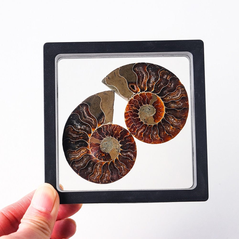 Ammonite Fossil Crystal Ornament