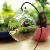 Glass Ball Hanging Terrarium