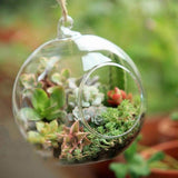 Glass Ball Hanging Terrarium