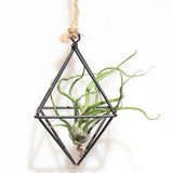 Swing Rhombus Plant Holder