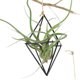 Swing Rhombus Plant Holder